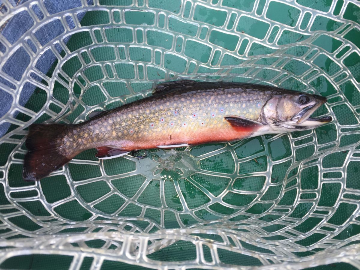 Adirondack Brook Trout Upstate Guide Service
