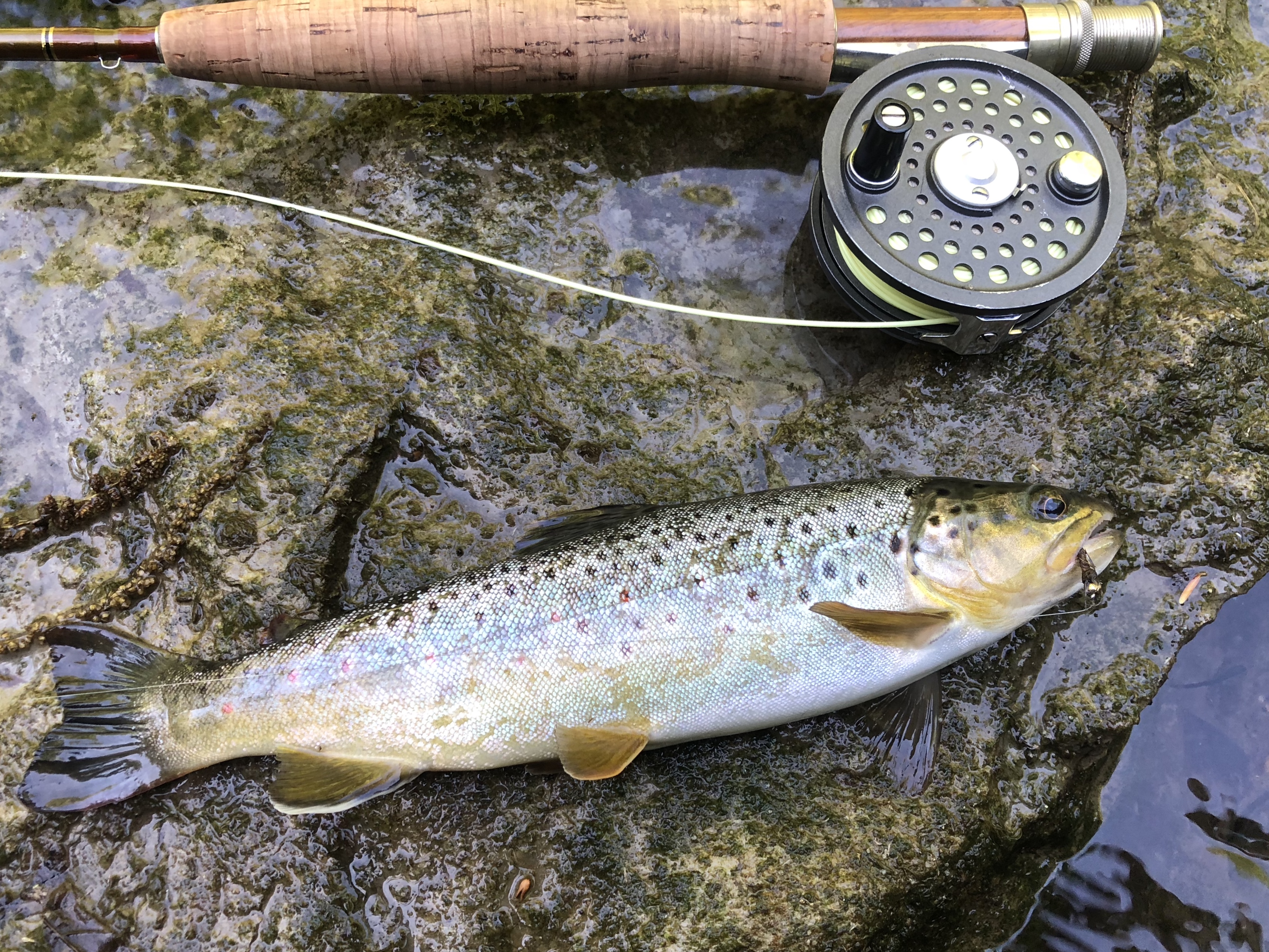 Fly Fishing In Central New York