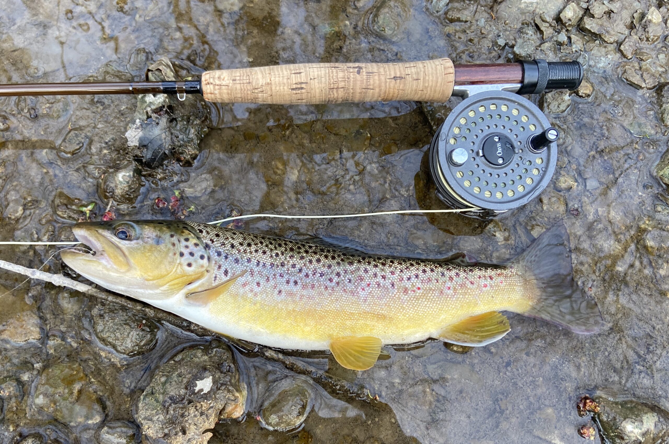 Fly Fishing Guide In Central New York