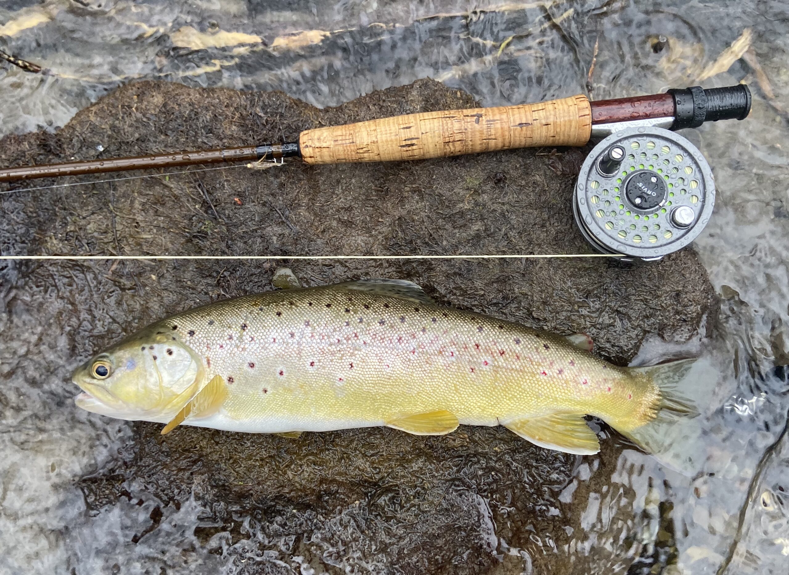 Professional Fly Fishing Guide In Upstate New York