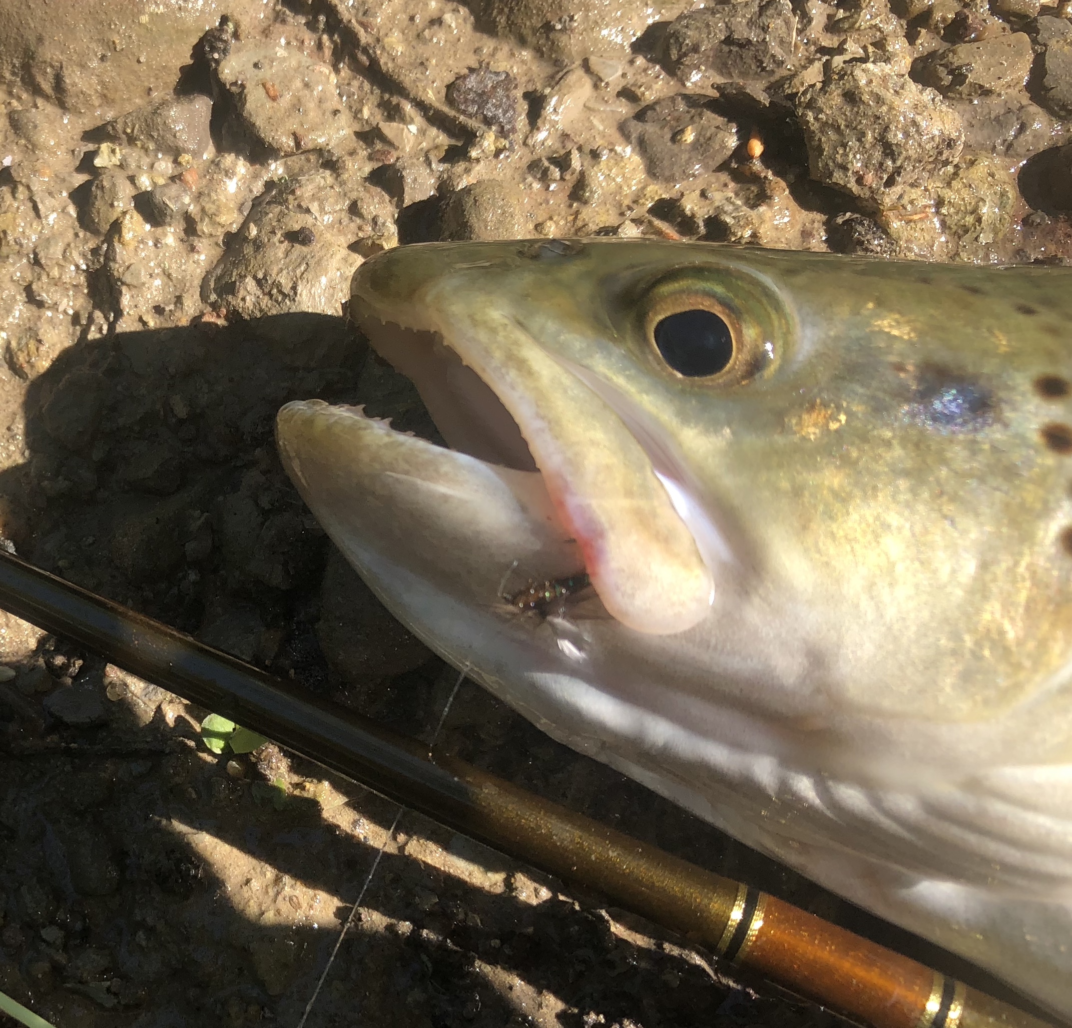 Small Stream Fly Fishing Upstate Guide Service