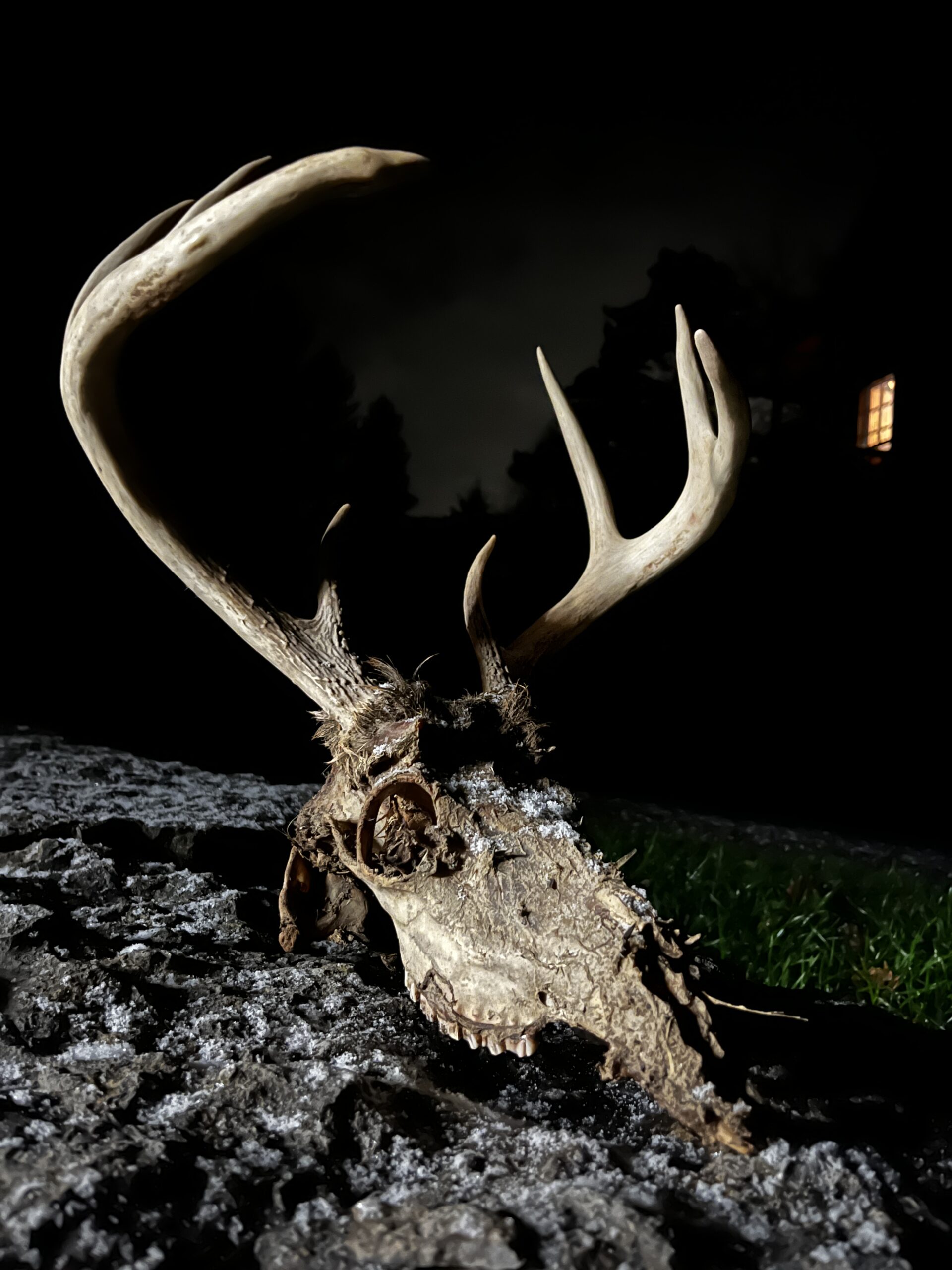 Whitetail Deer Hunting n Upstate Nee York