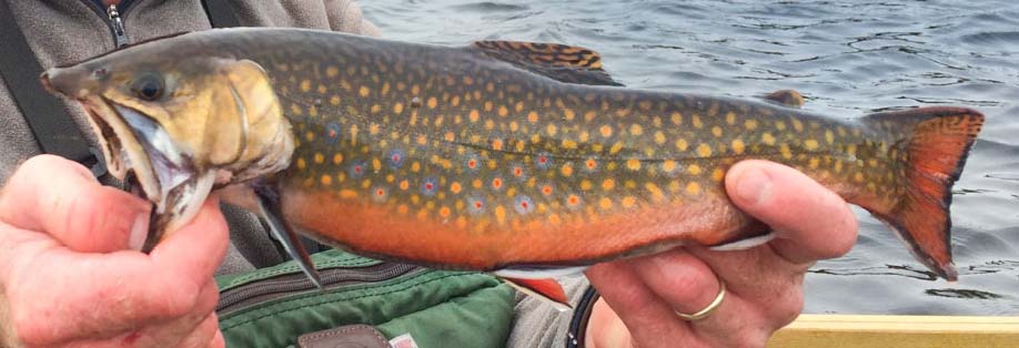 Backcountry Fly-Fishing for Golden Trout 