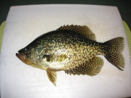 How to catch crappie at night using a light, night time pan