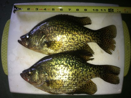 Attract Aggressive Ice Crappies After Dark With Lights (It really works!) 