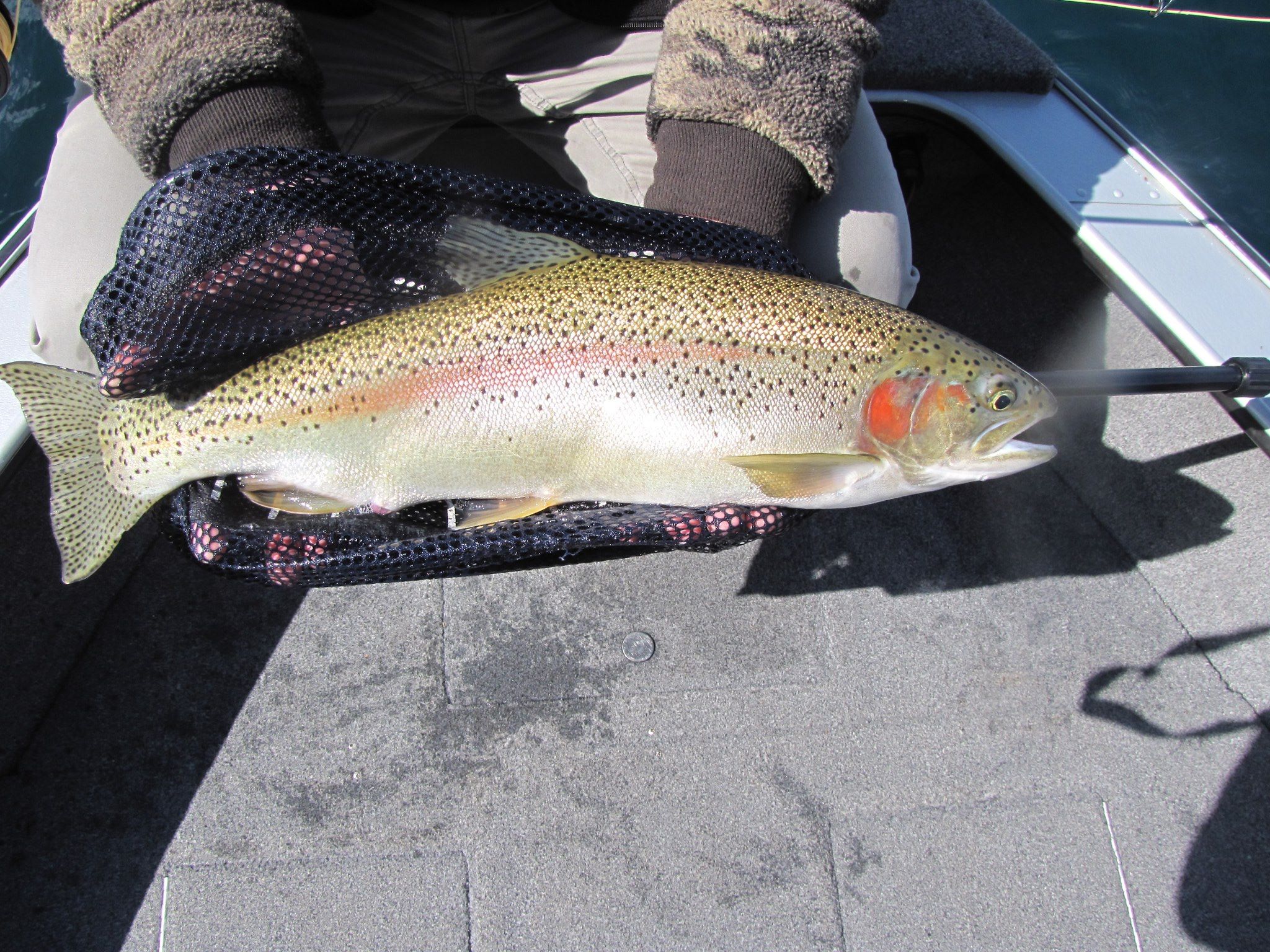 Go Wild: Stream-Born Trout Fisheries