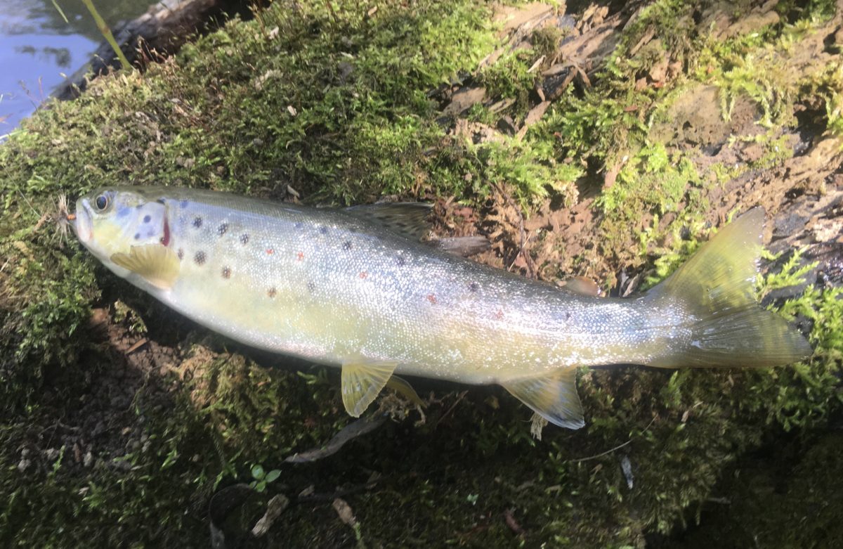 Technical Fly Fishing — “Threading The Needle” Upstate Guide Service