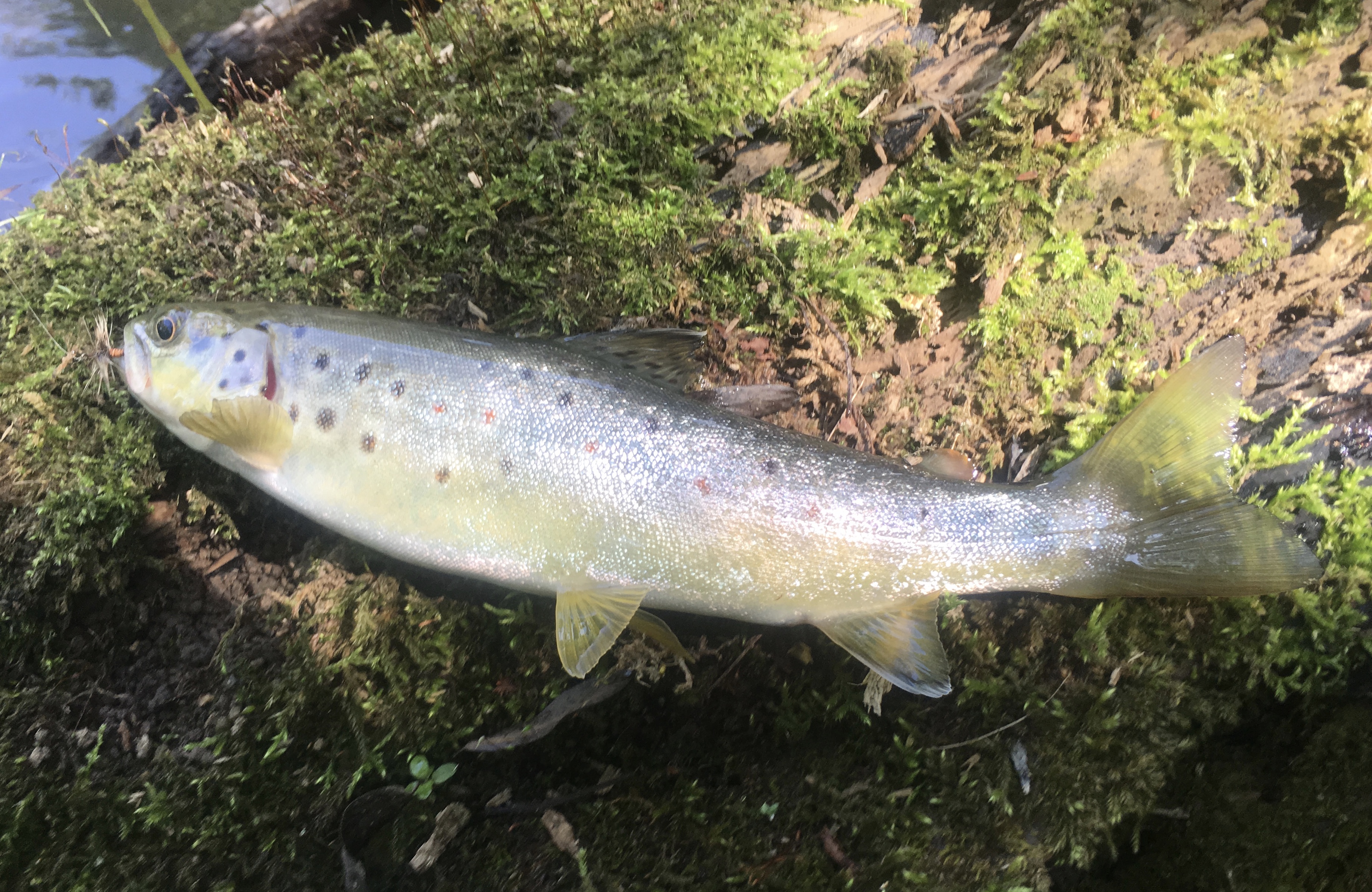 Technical Fly Fishing — “Threading The Needle”