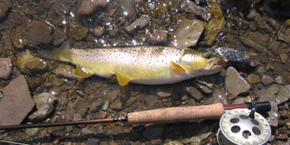 Fly Fishing New York Streams