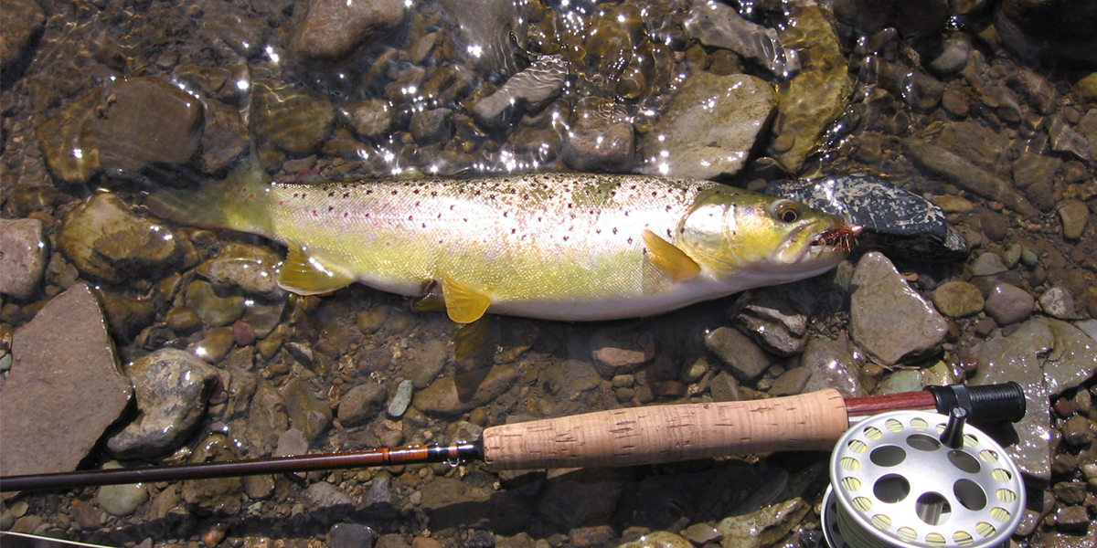 Small Stream Fly Fishing Upstate Guide Service