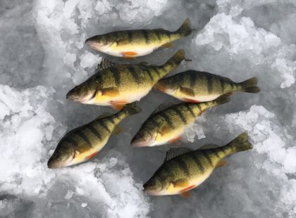 How To Catch More Fish In Pressured Ice Fishing Environments