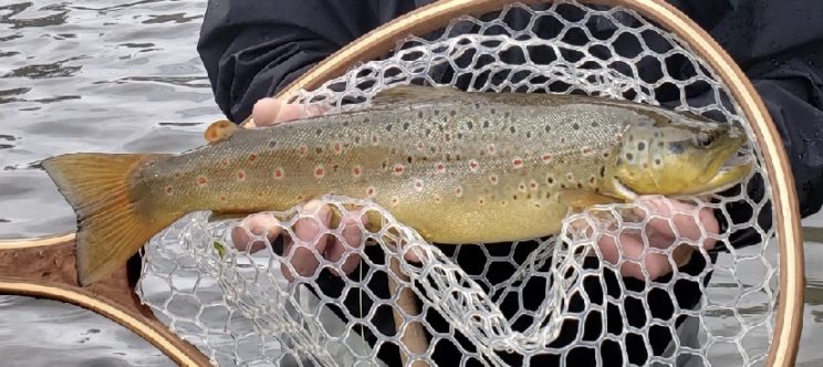 Stocked Trout Fishing New York 2022 