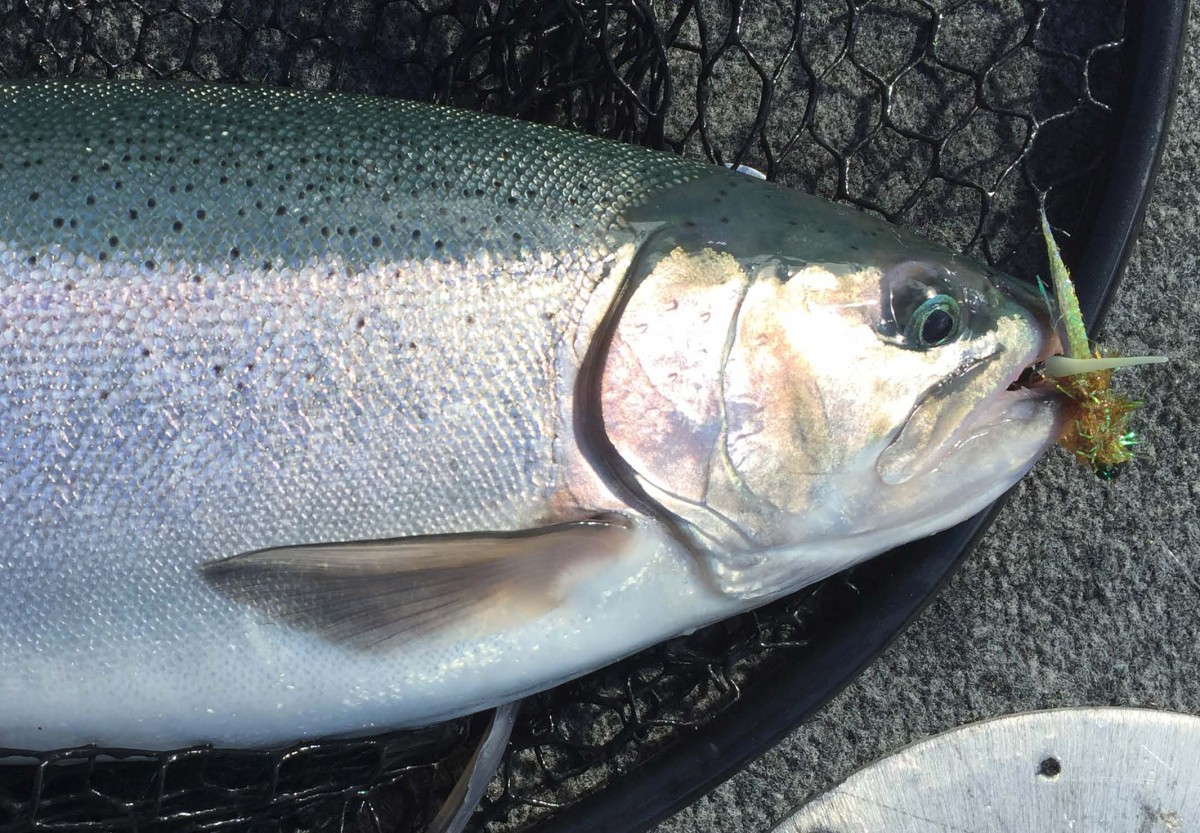 Presentation Of The Fly | Upstate Guide Service