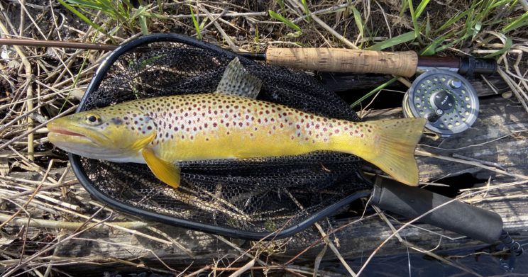 Fly Fishing Guide In Central New York