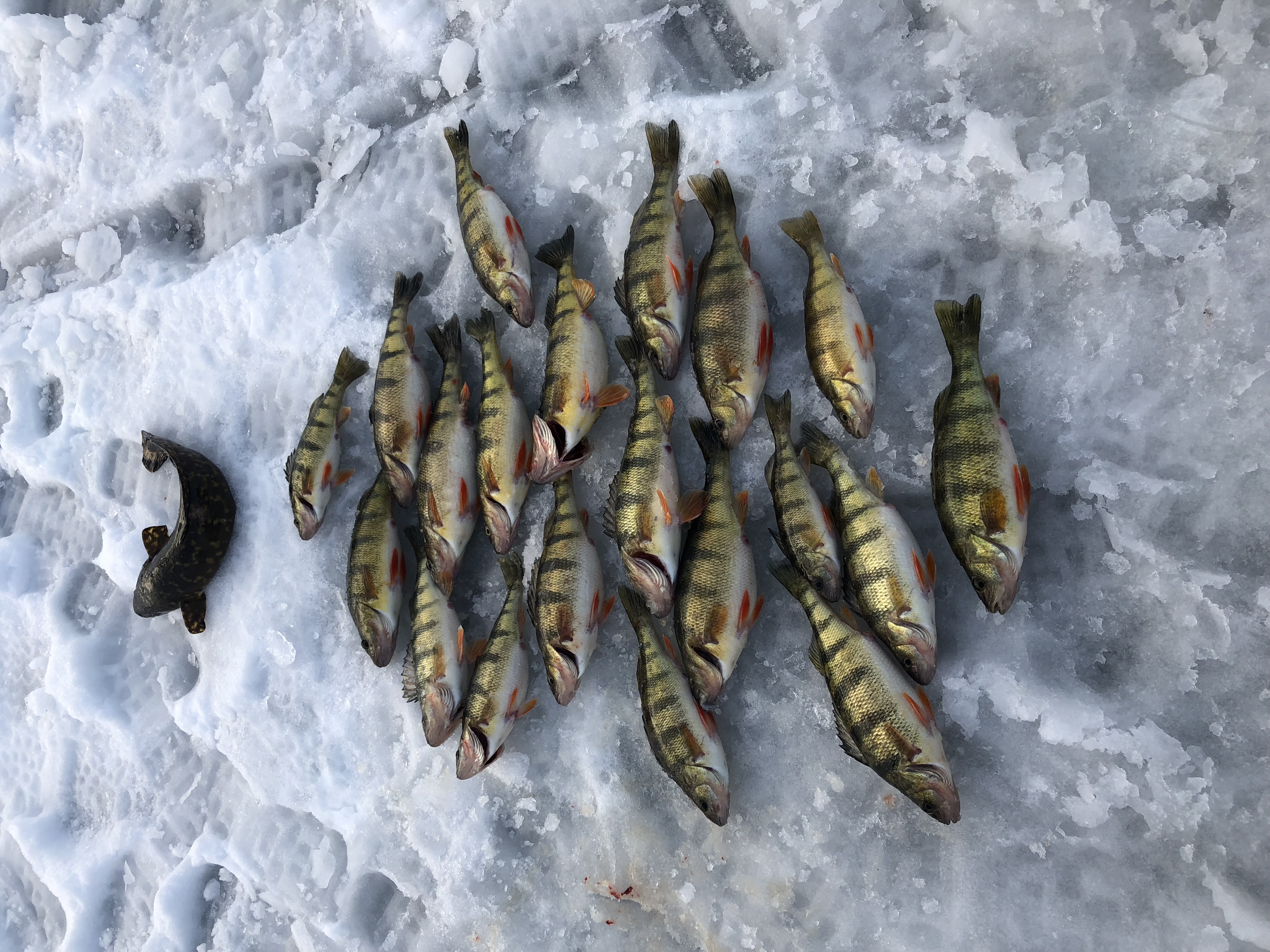 Professional Ice Fishing Guide Service