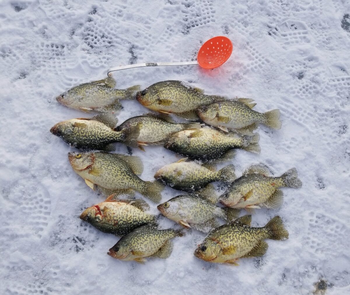 Professional Ice Fishing Guide Service