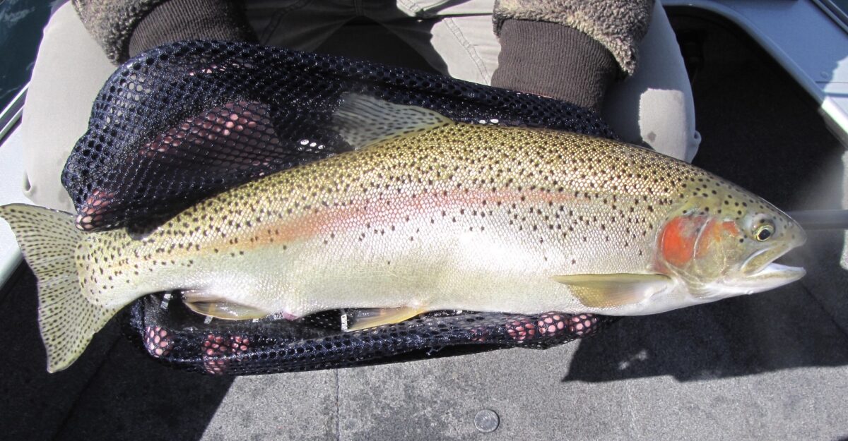 Fly Fishing In Central New York