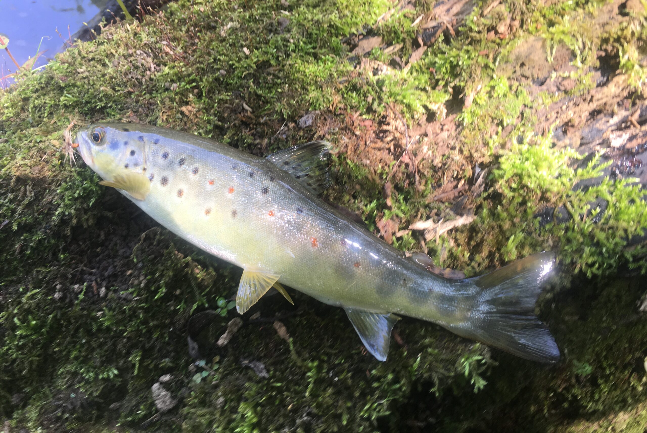 Speckled Trout Conservation Empty Stringers 