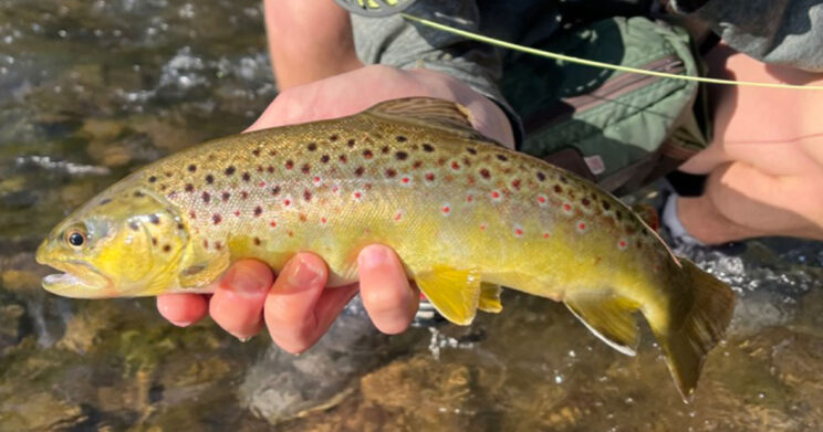 Fly Fishing Guide In Central New York