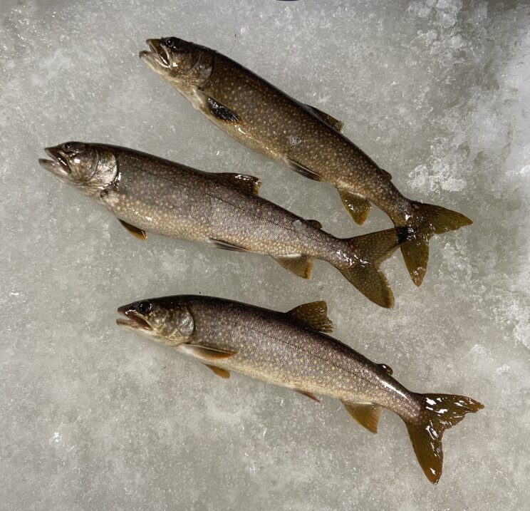 Professional Ice Fishing Guide Service