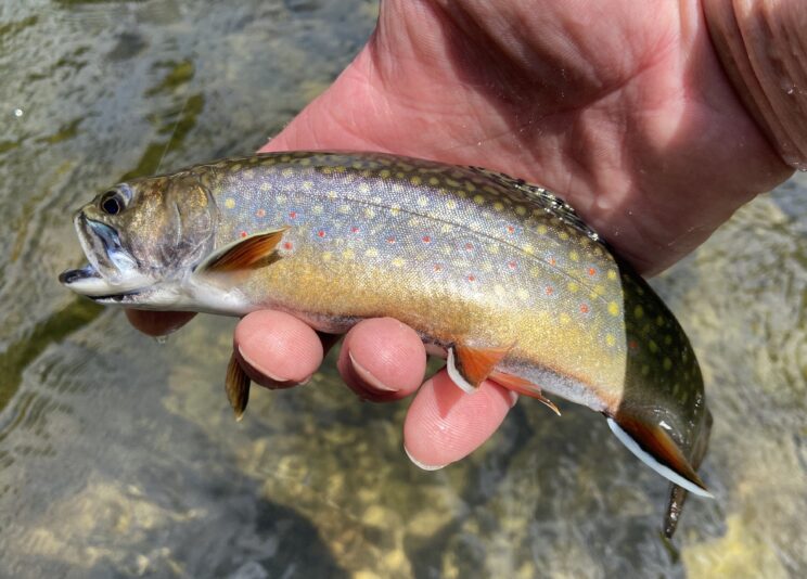 Fly Fishing Guide In Central New York