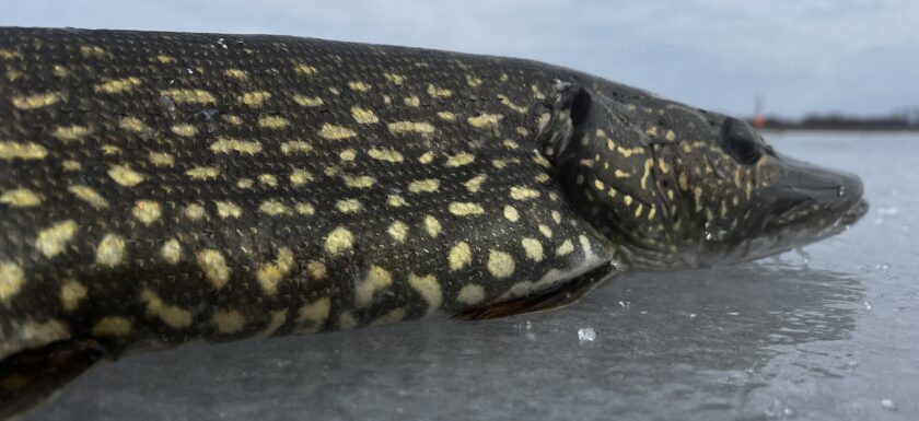 Ice Fishing In Central New York