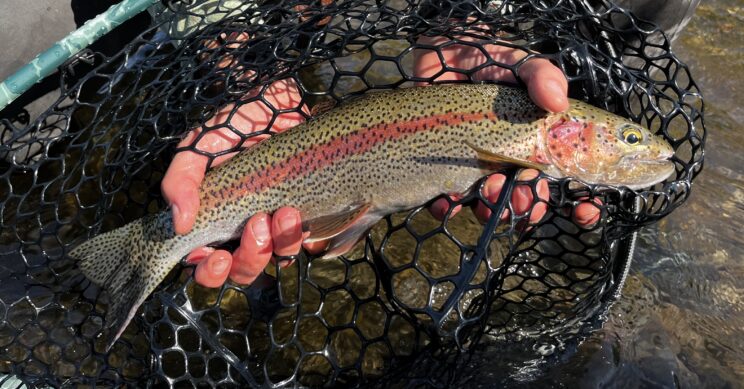 Professional Fly Fishing Guide Service