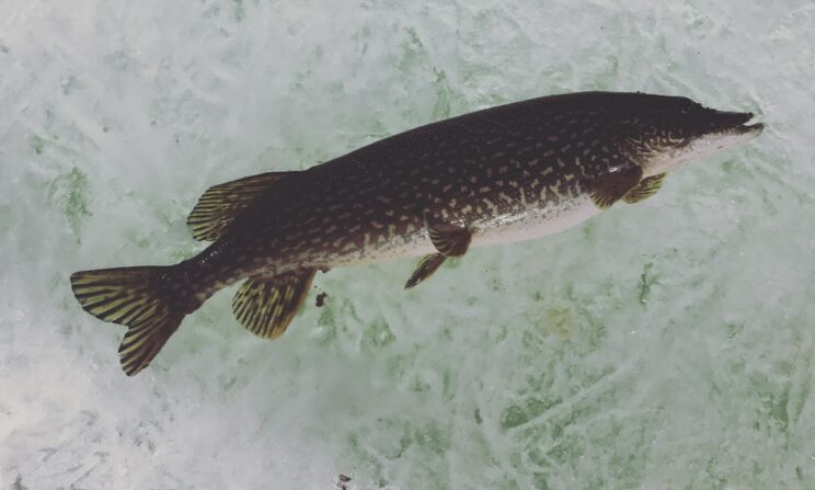 Ice Fishing Guide Service In Upstate New York