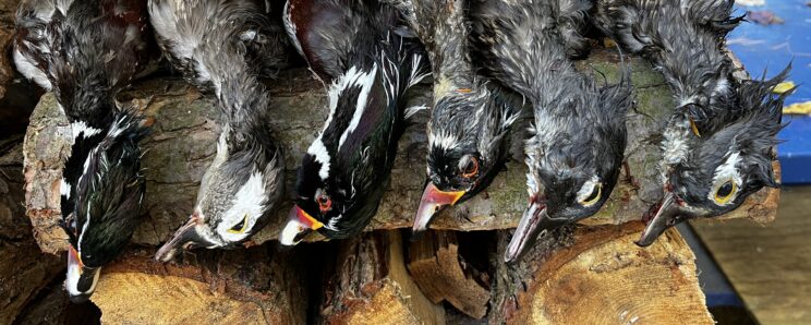 Waterfowl Hunting Guide In Upstate New York 