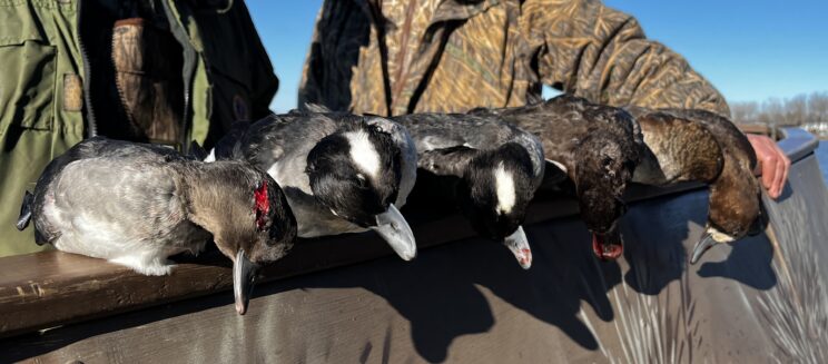 Waterfowl Guide In New York