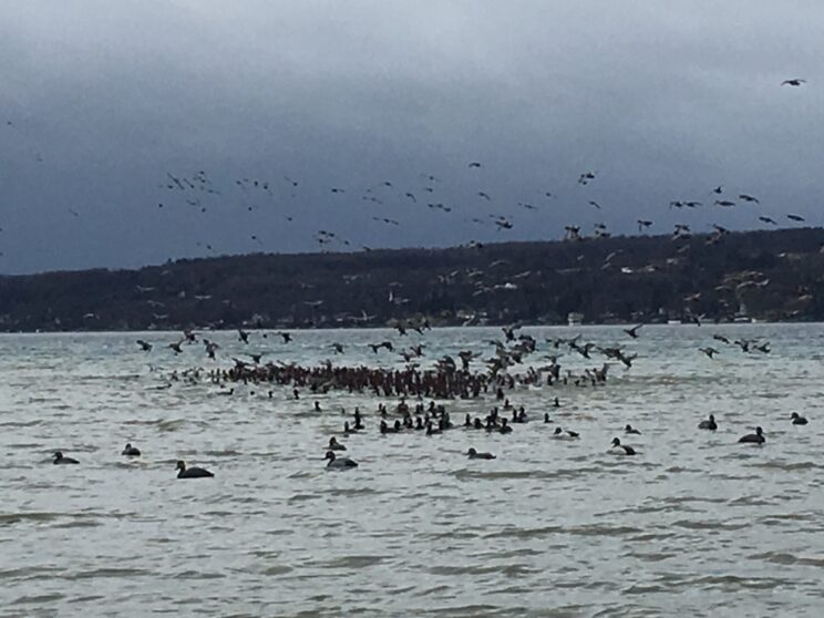 Waterfowl Guide In The Finger Lakes