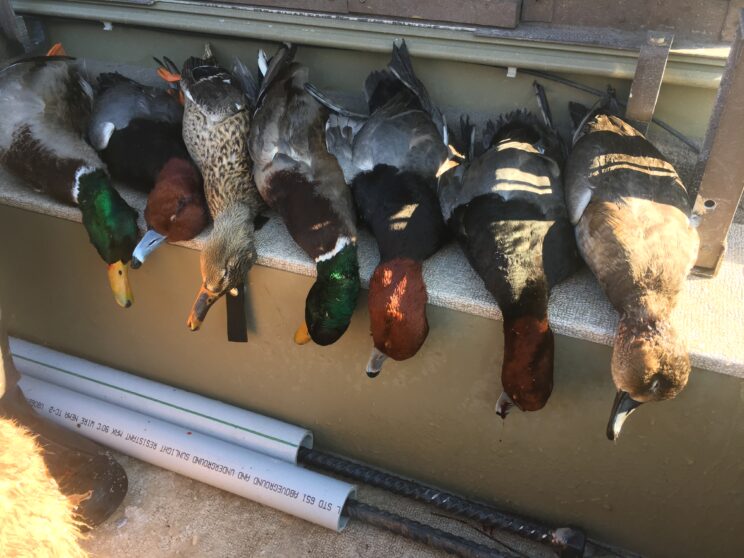 Waterfowl Hunts In The Finger Lakes