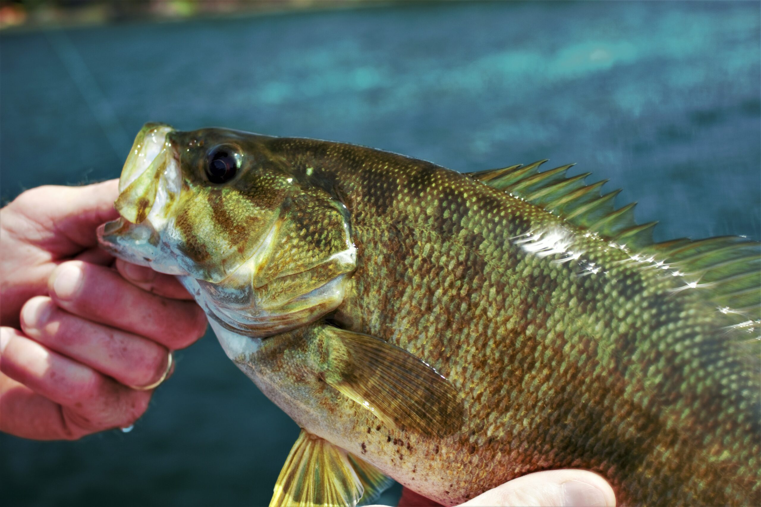 Warmwater Fly Fishing Upstate Guide Service