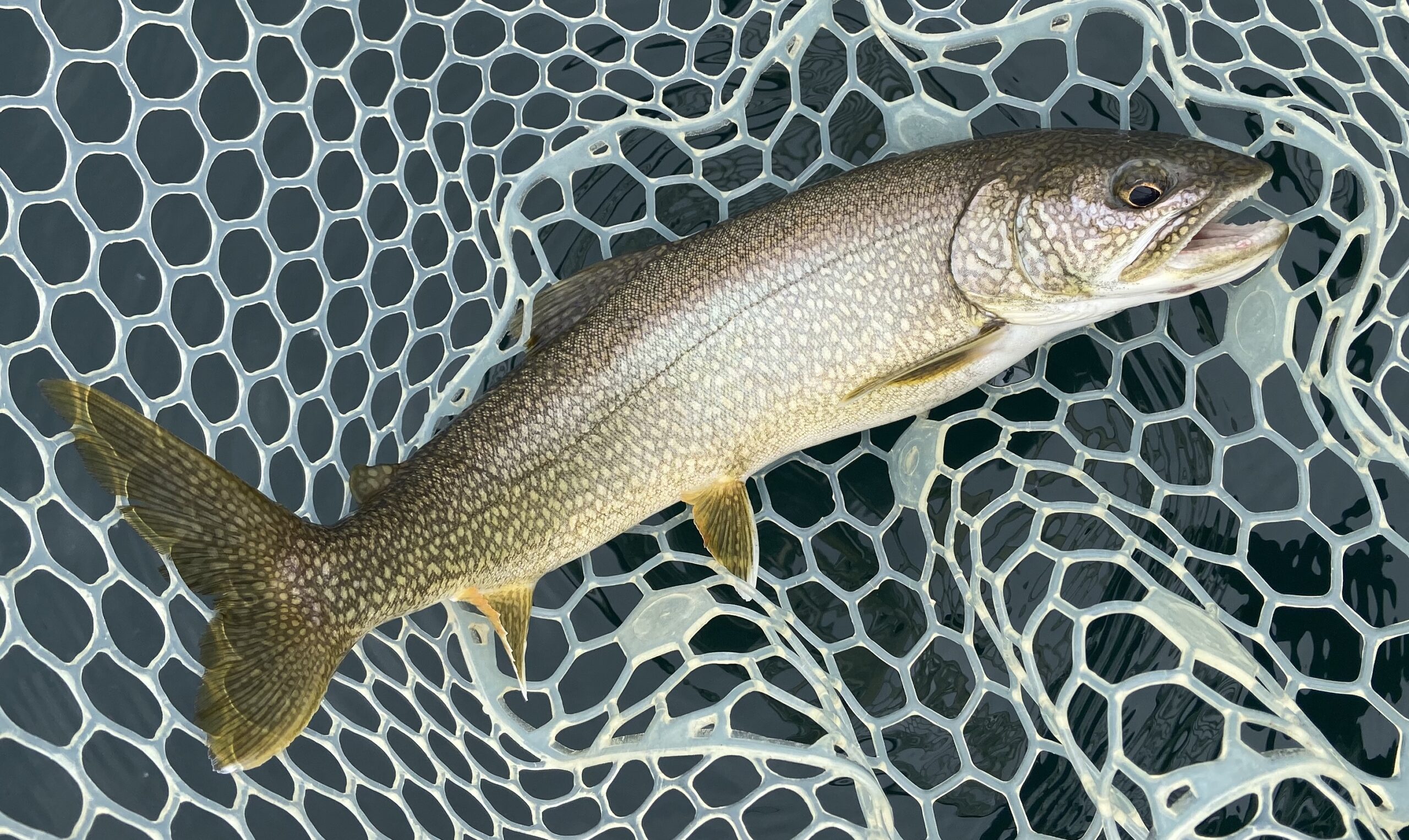 King Salmon (1 lb) – Gather Arizona Express