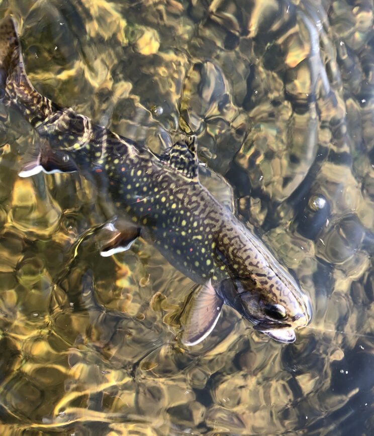 Fly Fishing Guide In The Catskills