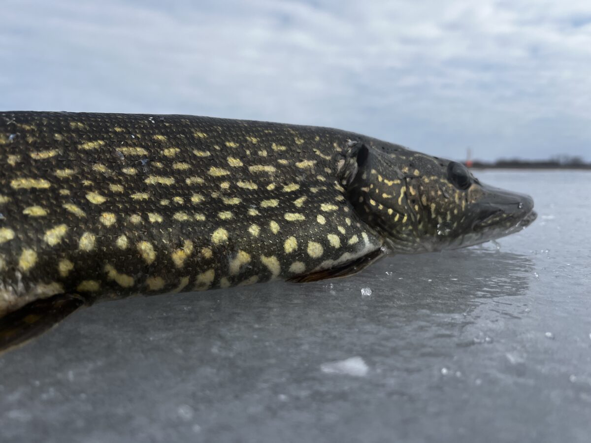 upstate new york ice fishing report