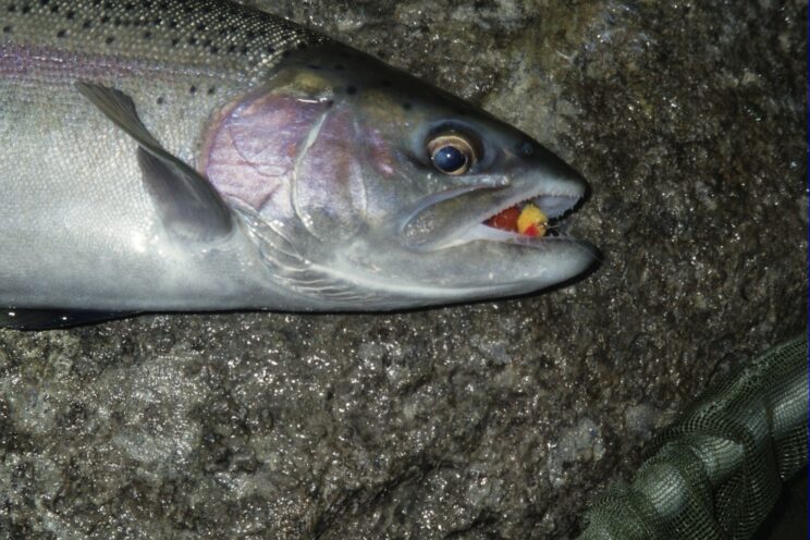 Wicked Lures - Fishing Weightless Spinners for Salmon & Steelhead – Salmon  Trout Steelheader