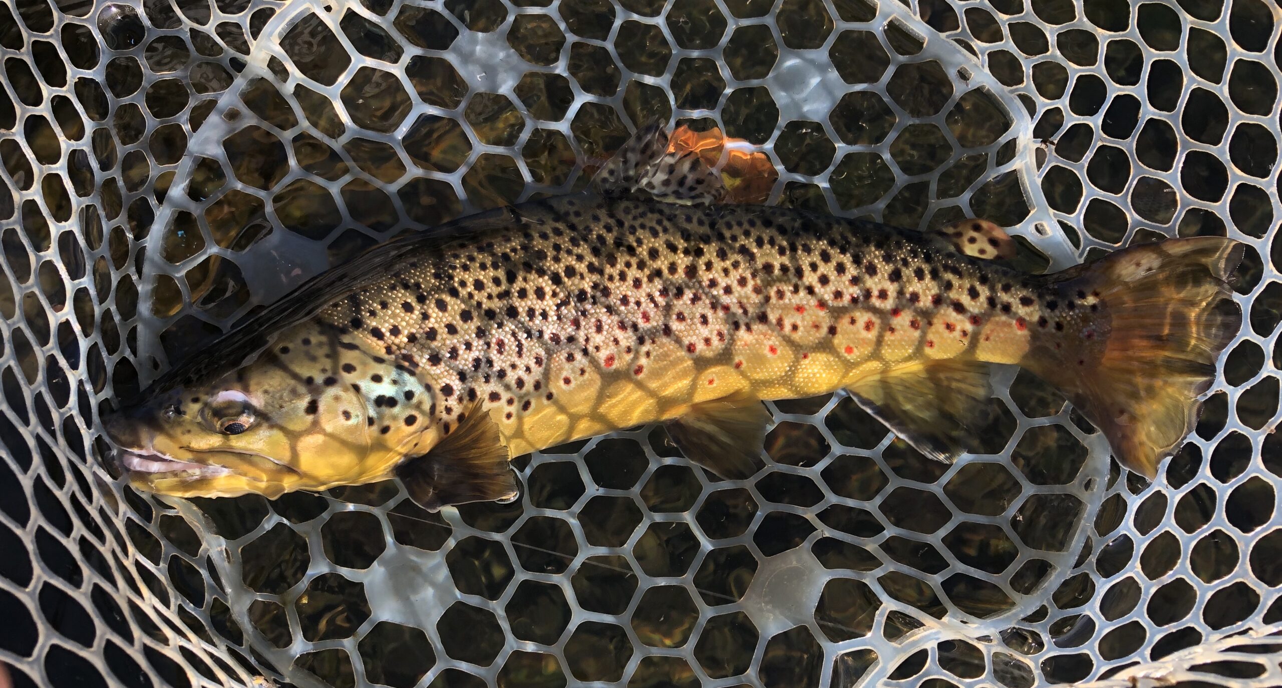 Fly Fishing Guide In Central New York