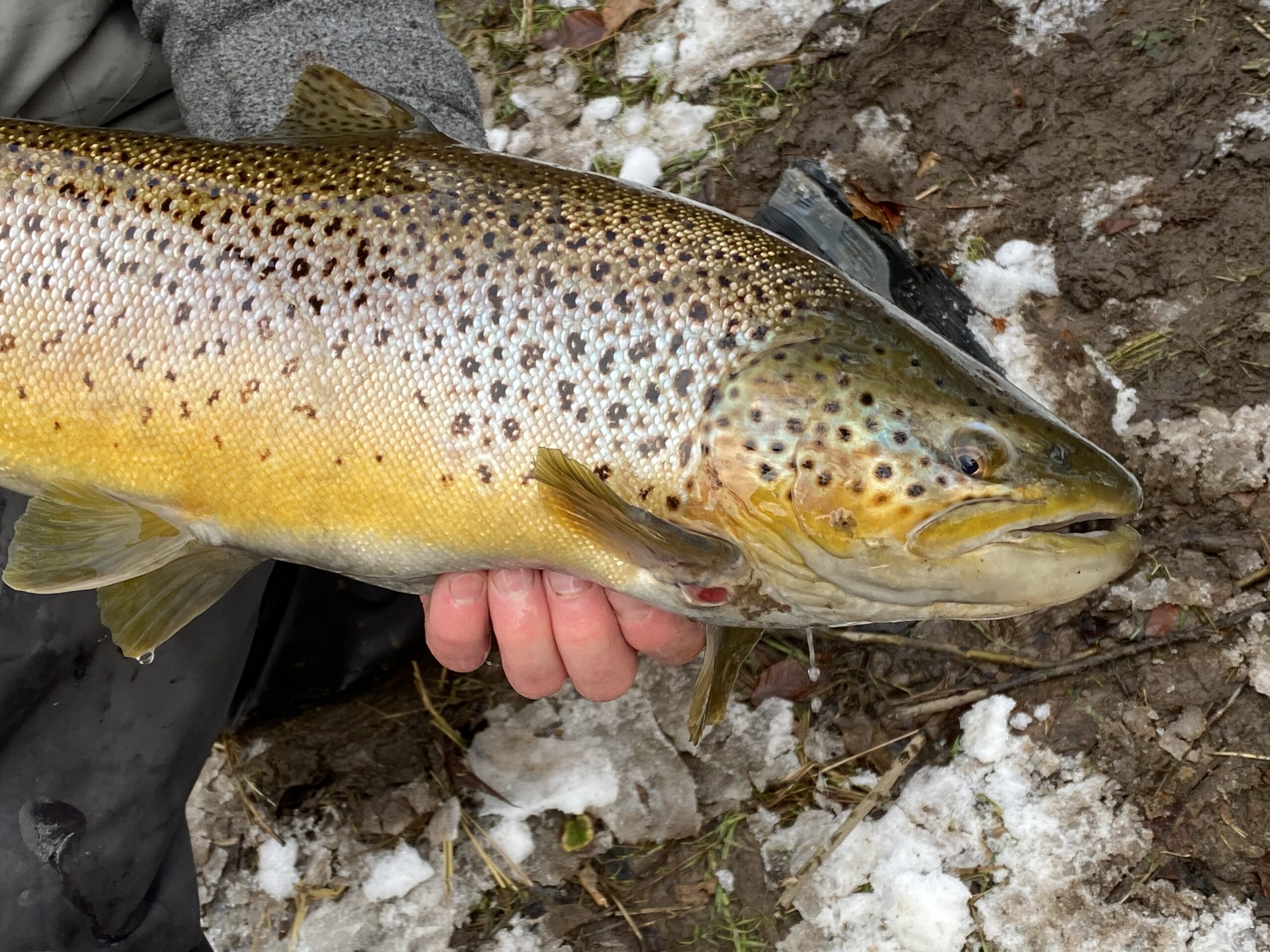 Professional Fly Fishing Guide In Upstate New York