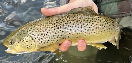 Fly Fishing In Upstate New York