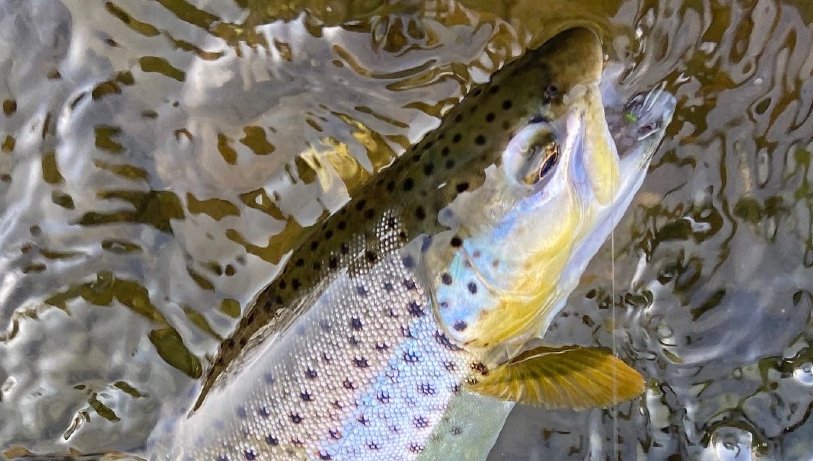 fly fishing ny fish species