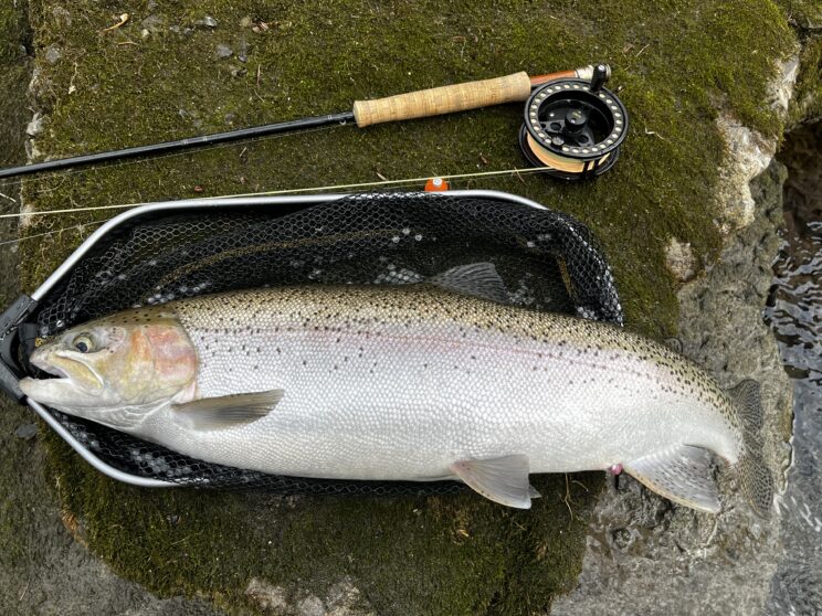 Steelhead Fly Fishing In Upstate New York