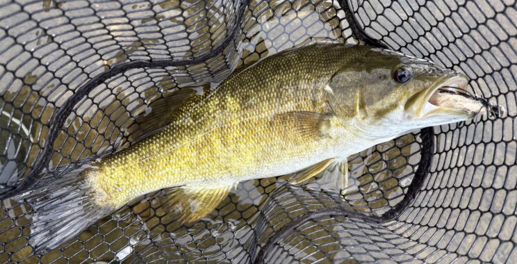 Fly Fishing In Upstate New York